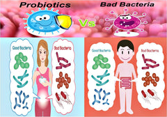 NOVA Probiotics chicory inulin prebiotic nourishing probiotics