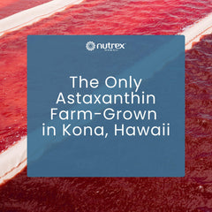 Sun-drenched Kona landscape reflecting Hawaiian farming heritage.