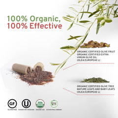 OLIVIE polyphenols blend illustration highlighting hydroxytyrosol and oleuropein.