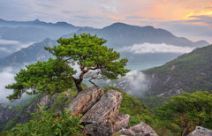 Third-party tested Optimally Organic Red Pine Needle Oil for purity and potency