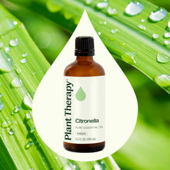 Drops of Plant Therapy citronella oil ready for blending in sprays and diffusers.