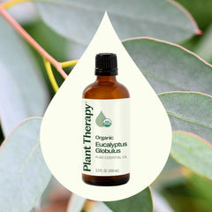 Eucalyptus Globulus leaves shown for steam distillation producing Plant Therapy oil