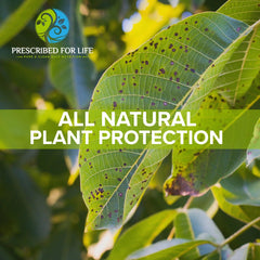 Gardening scene with potassium bicarbonate powder used for plant health