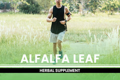 Pure Original Ingredients alfalfa leaf capsules with label, emphasizing lab-verified purity