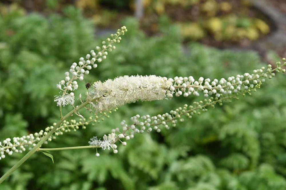 Purity-focused image highlights no magnesium or rice fillers in Pure Original Ingredients.