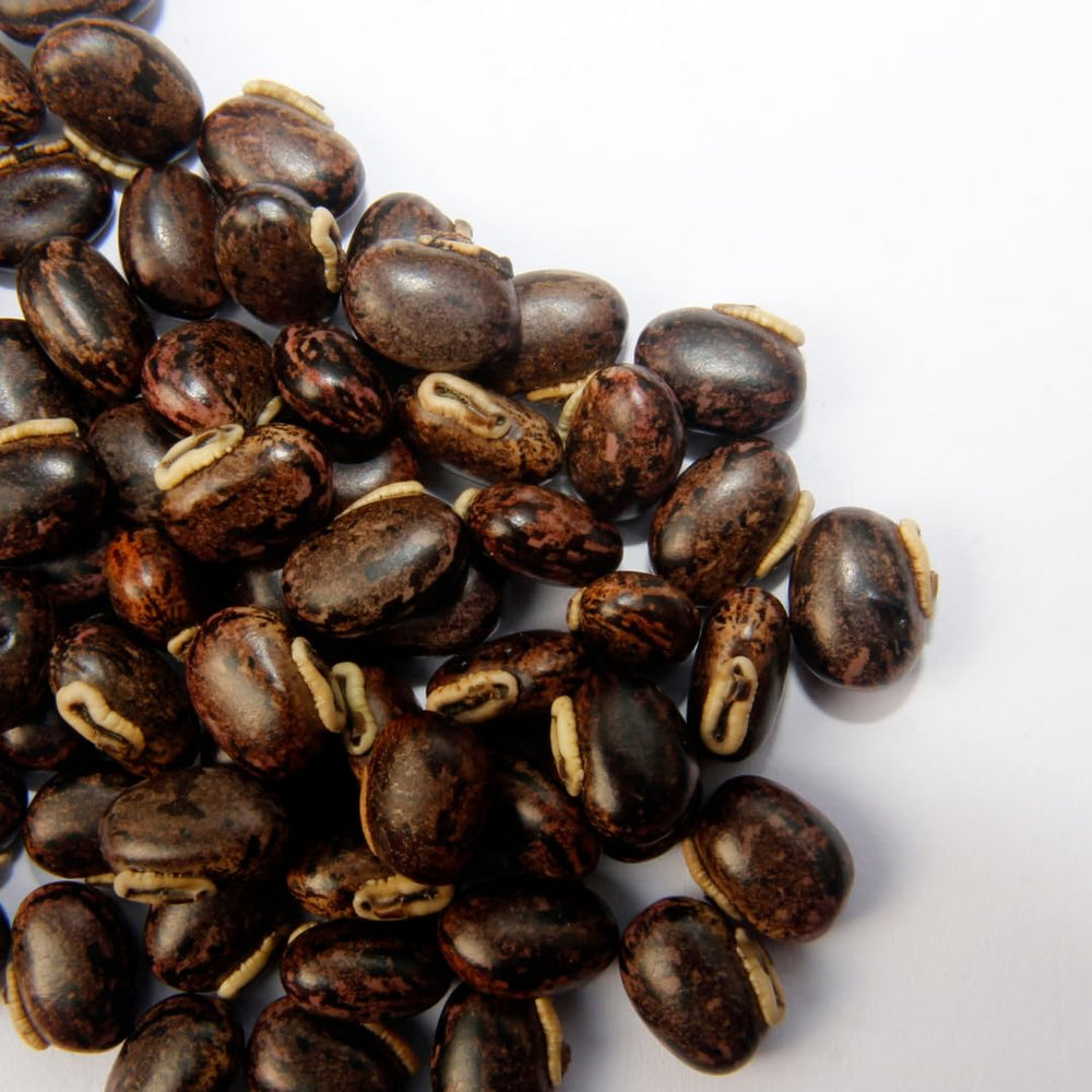 PURE ORIGINAL INGREDIENTS Mucuna Pruriens bottle with label highlighting non-GMO and gluten-free.