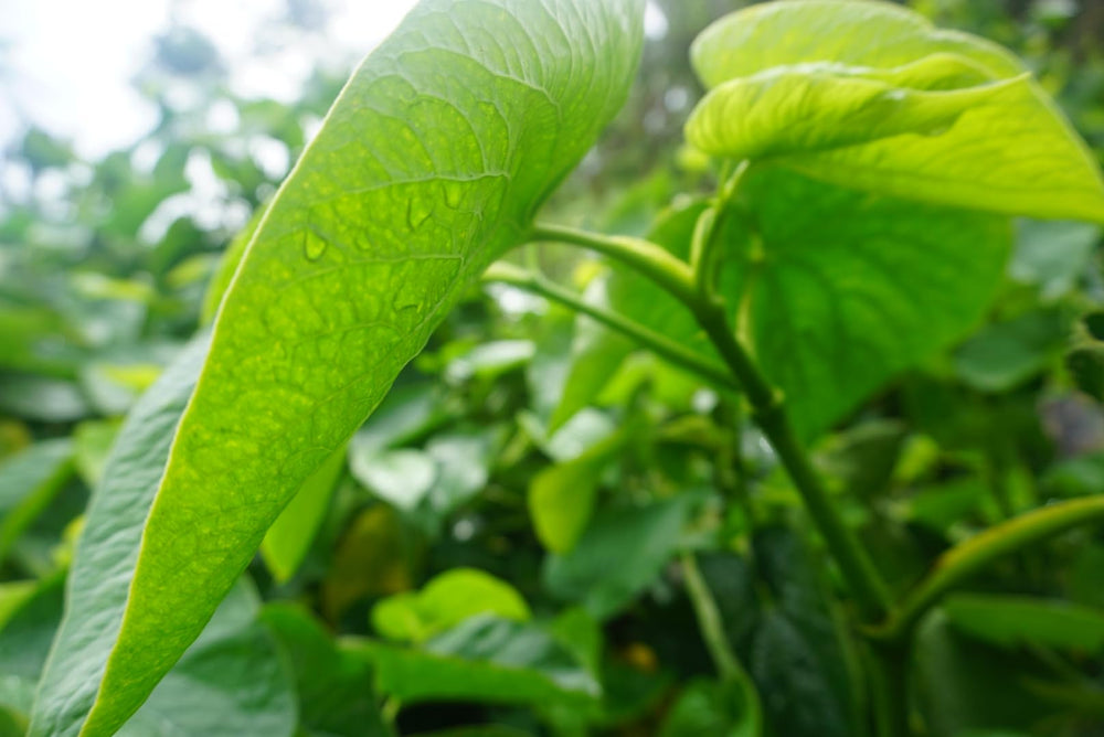 Qamea Kava chemotype 4-3-6-2-5-1 indicates balanced profile for uplift and relaxation