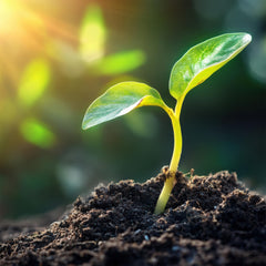 Quantum Nutrition heart and nervous system support concept imagery.