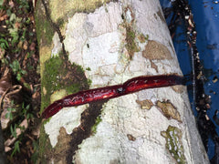 Precise drops dosing concept shown for Rainforest Pharmacy Sangre de Drago.
