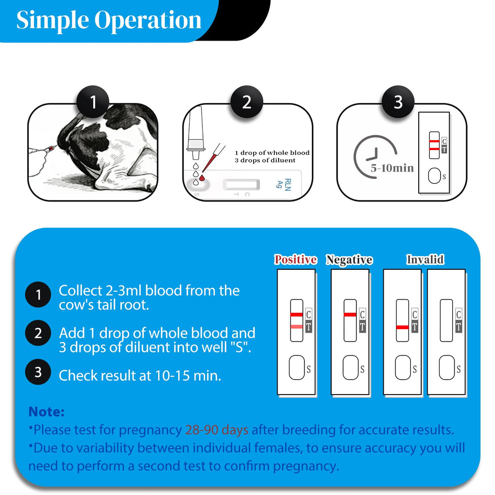 On-farm use of the Rapid Bovine Pregnancy Test Kit with a farmer and cows in a barn