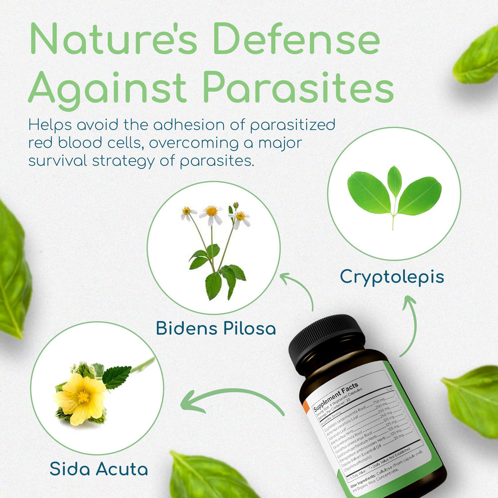 Return Healthy Cryptolepis Synergy capsules closeup show antioxidant botanicals for daily support