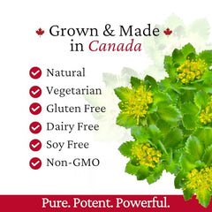 Rhoziva subarctic harvest process in Canada highlights quality sourcing