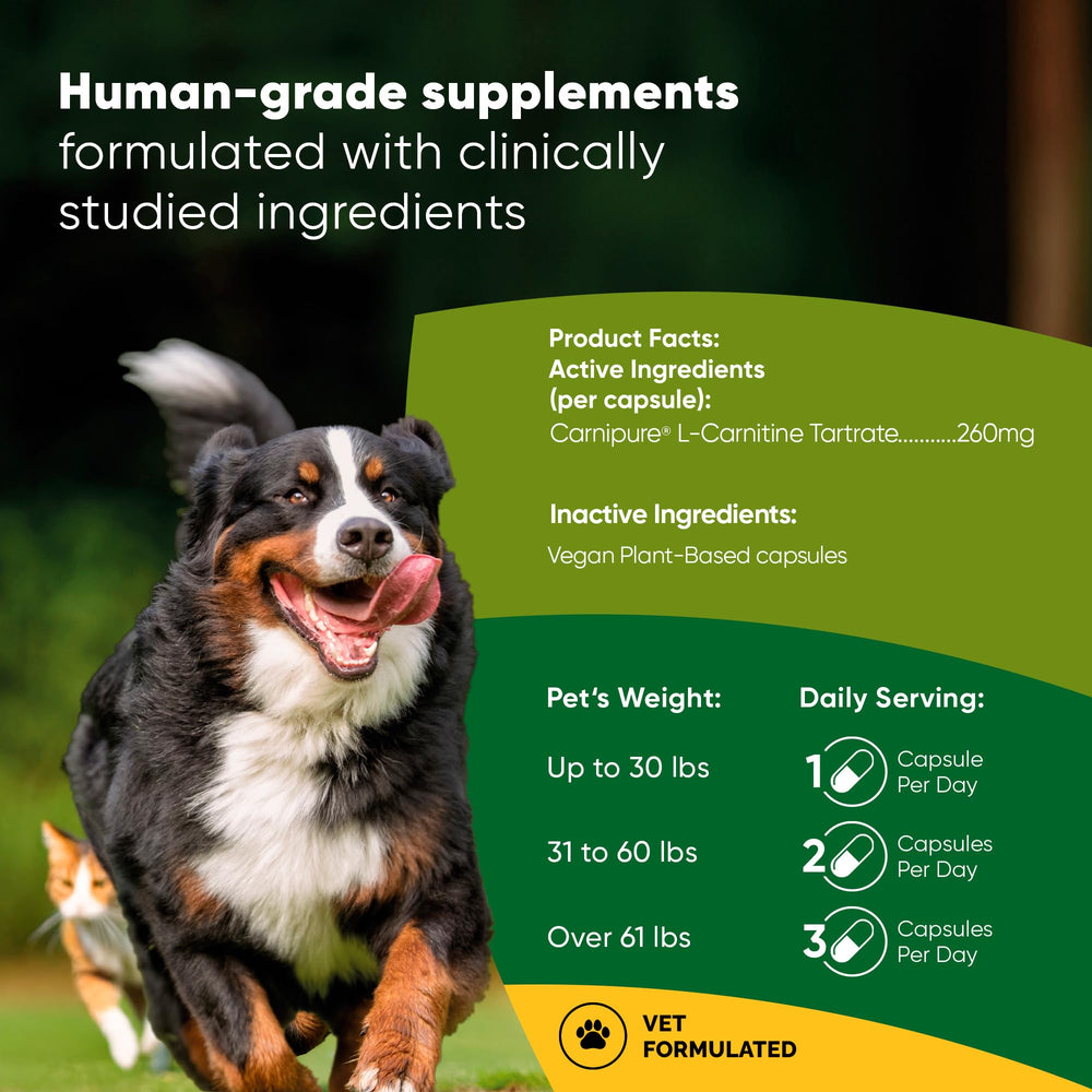 Rooted Owl Metabolism Support label close-up highlights Carnipure L-Carnitine benefits