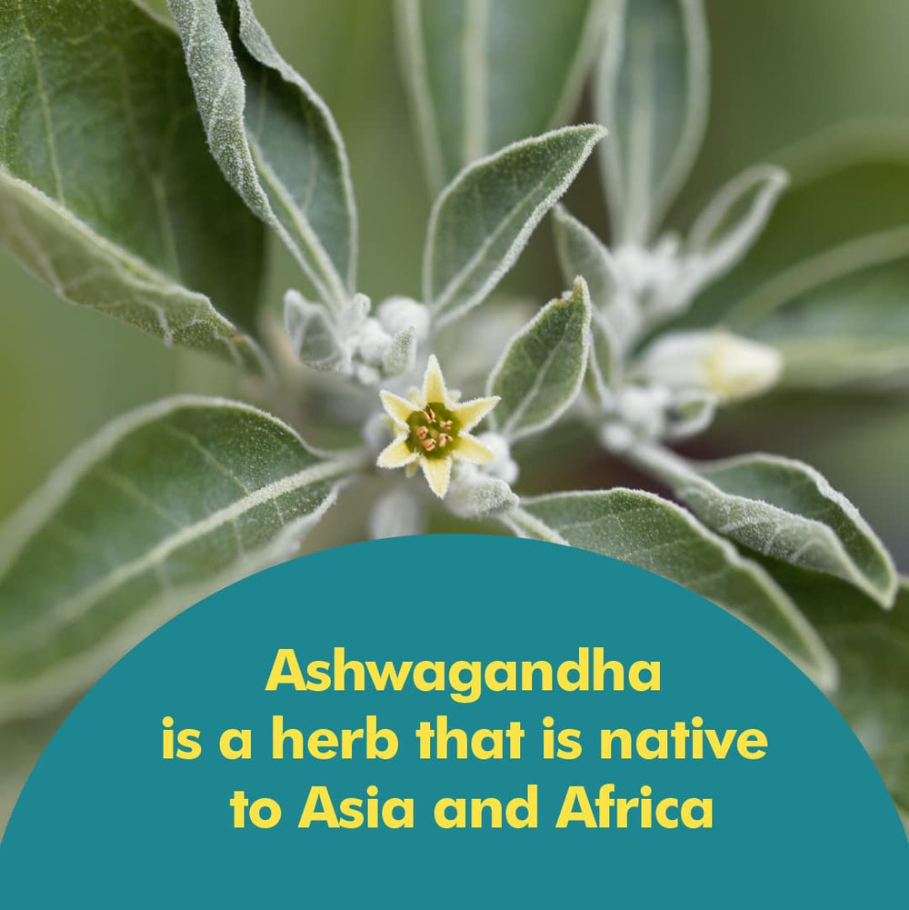 Santo Remedio Ashwagandha vegetarian capsules designed for daily use.