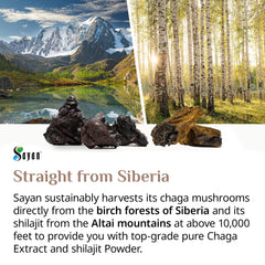 Sayan Siberian Chaga bottle against natural backdrop, signifying purity and no fillers.