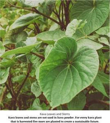 Starwest Botanicals Kava root from Fiji highlights origin and trusted sourcing.