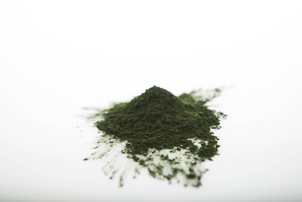 Sun Potion chlorella powder closeup, vibrant green pigment and quality sourcing