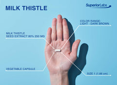 Superior Labs Milk Thistle capsules in hand for everyday use.