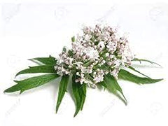 The Bloomin' Herb Shoppe valerian powder on the kitchen counter for nightly rituals.