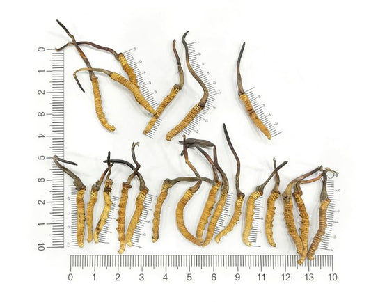 TibetCloud Wild Cordyceps sinensis 30-piece pack for premium daily use and gifting.