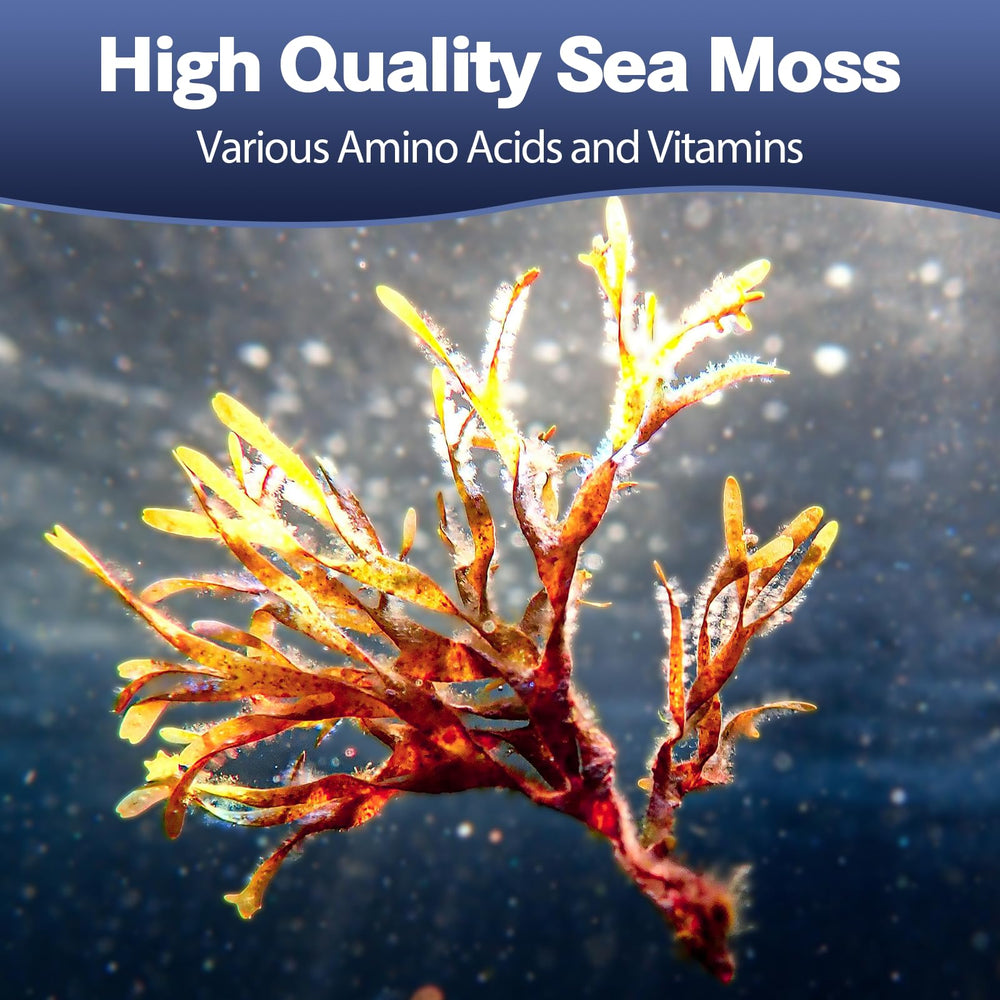 Totaria 25-in-1 Sea Moss capsules closeup highlights texture and compact form.