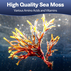 Totaria 25-in-1 Sea Moss capsules closeup highlights texture and compact form.