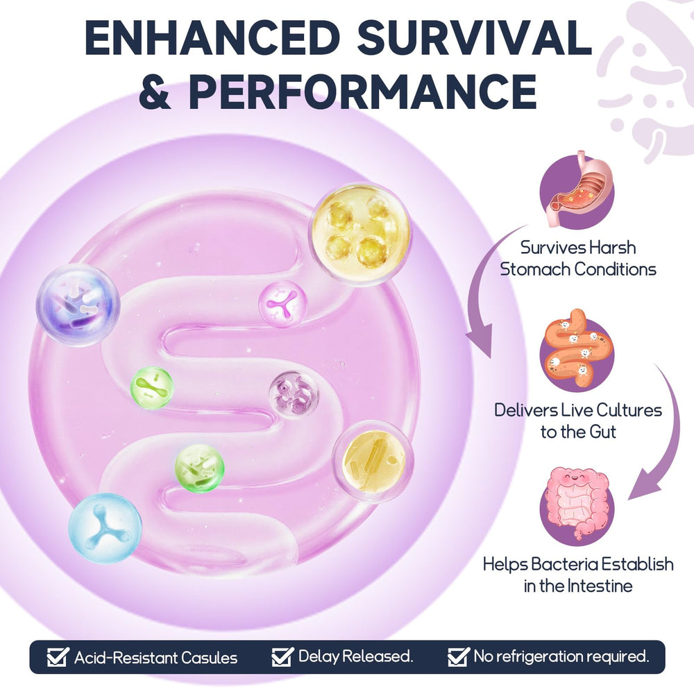 Totaria capsules illustrating supports muscle function and energy metabolism