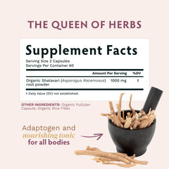TRIBE ORGANICS Shatavari root powder on spoon illustrates high-potency organic extract