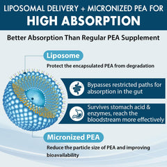 Close-up of Ulmubra softgels reveals micronized PEA for better bioavailability.