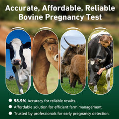 Vivometra testing strips ready for rapid pregnancy detection in cattle.
