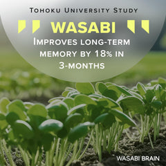 WASABI BRAIN ginger extract 50:1 visual emphasizing potent gingerol content.