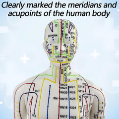 XDKHAEA extra-meridian points on the acupuncture doll for comprehensive study.