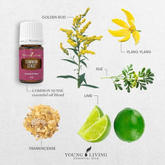 Young Living Common Sense diffuser image highlighting frankincense and ylang-ylang aroma for calm focus