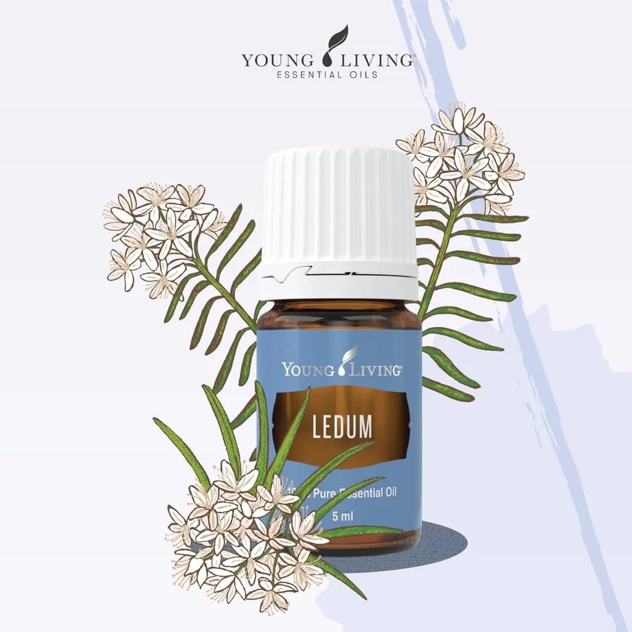 Young Living Ledum Premium Oil diffuser scene enabling serene meditation and focused breathing