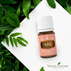 Young Living Ocotea bottle closeup highlights premium oil clarity for diffuser use.