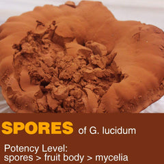 Close-up of dark brown reishi spore powder texture showing purity.