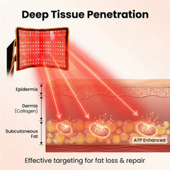 ZorMu red light therapy belt wrapped around abdomen for localized treatment and potential fat management
