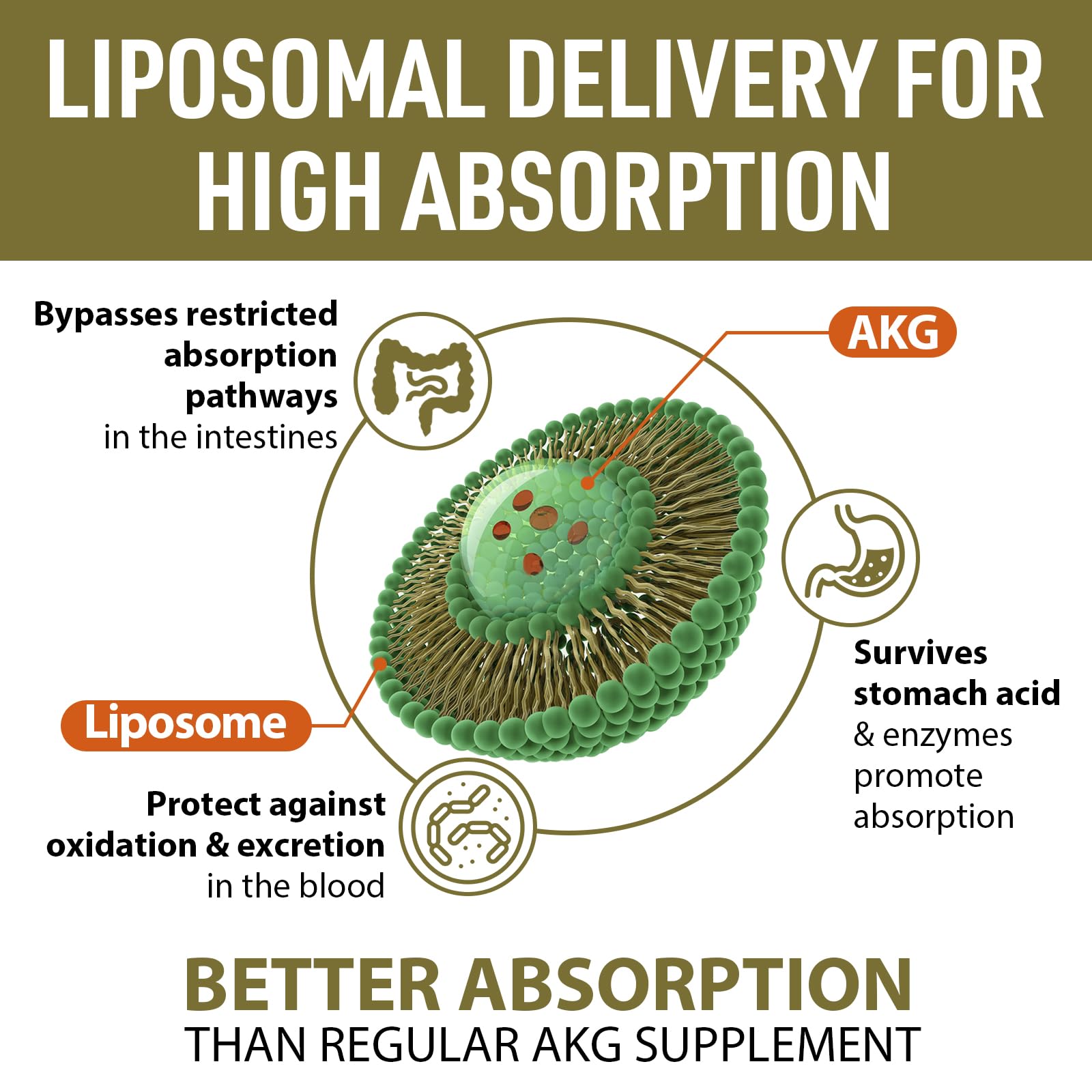 Liposome-encapsulated visualization shows enhanced absorption with AJAXERRUE.