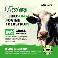 Allcoovita colostrum powder dissolves thoroughly when mixed for smooth, consistent intake.