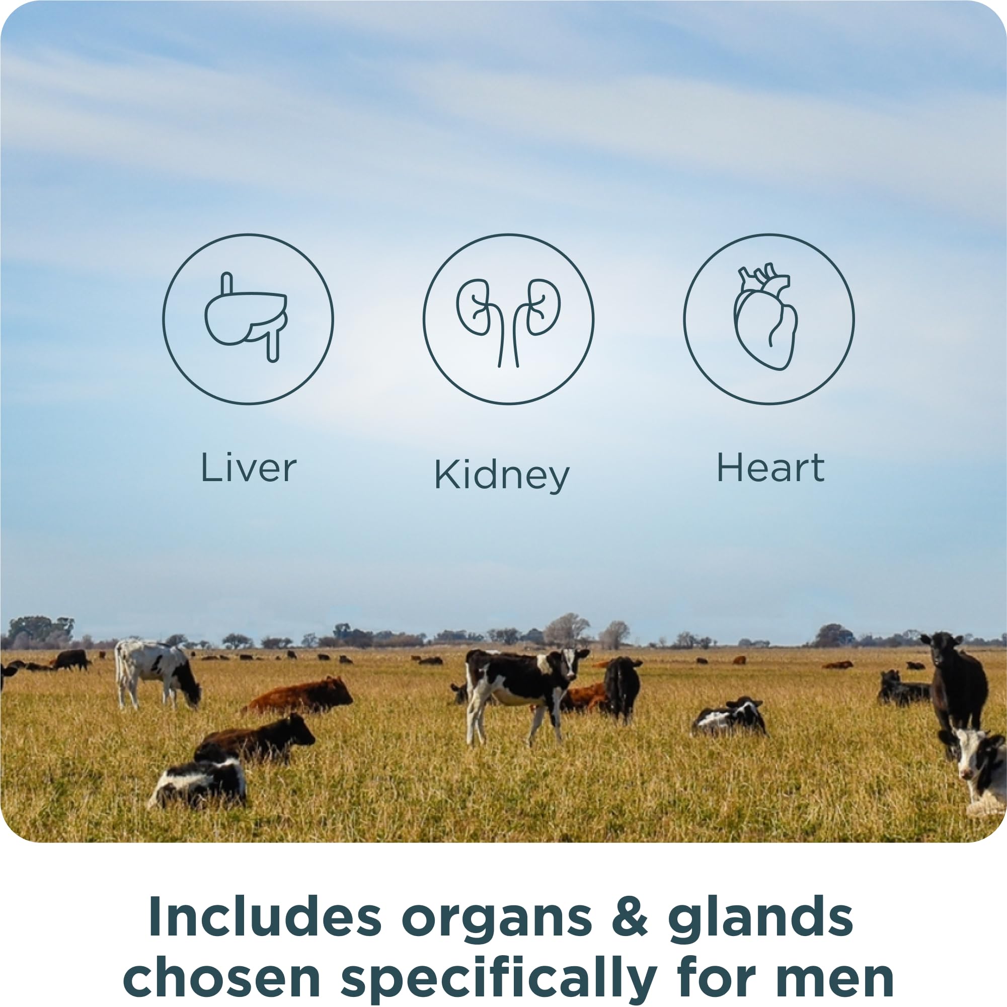 Ancient Nutrition Organs prostate, liver, and pancreas support visuals.