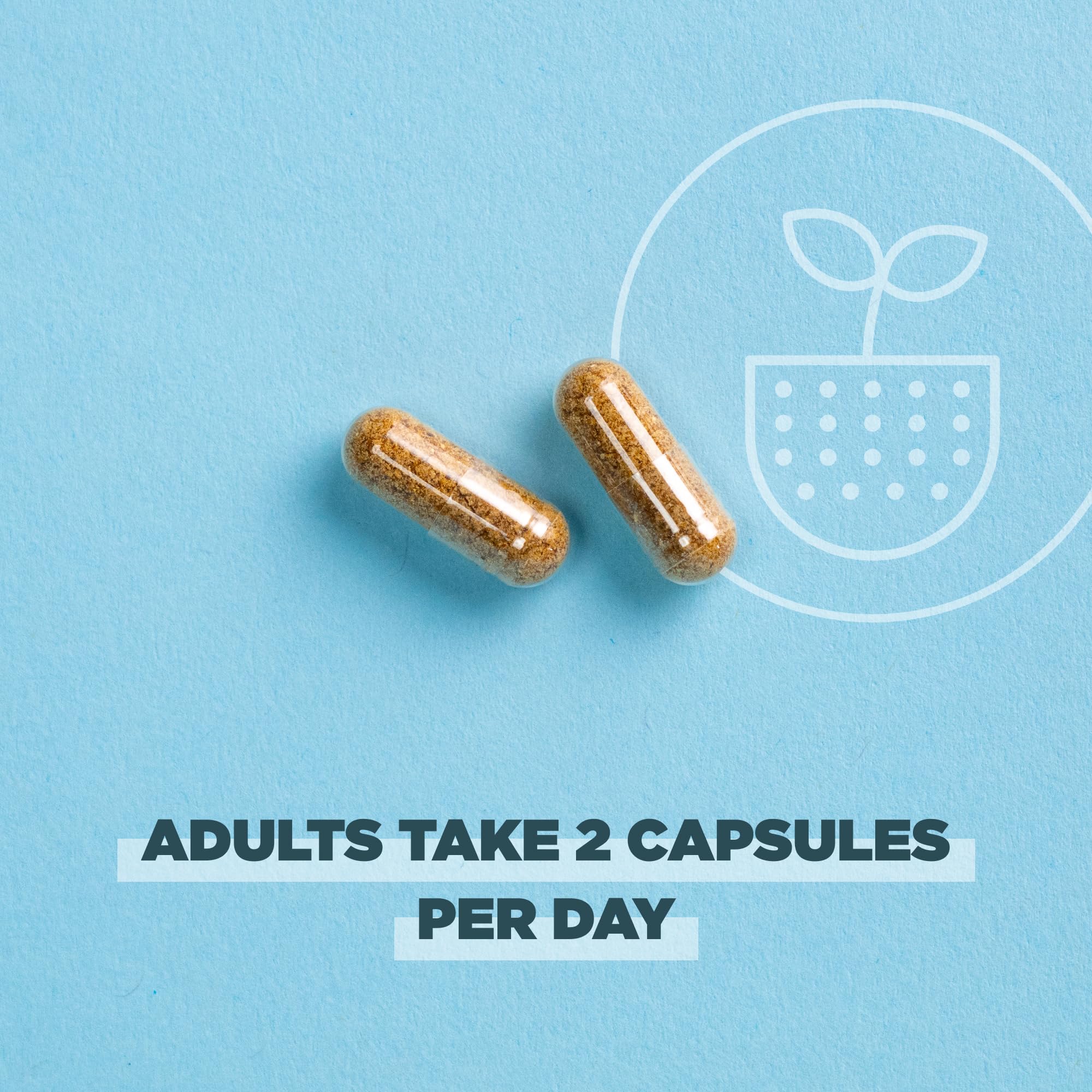 Ancient Nutrition probiotics bottle on kitchen counter, ready for your daily routine.