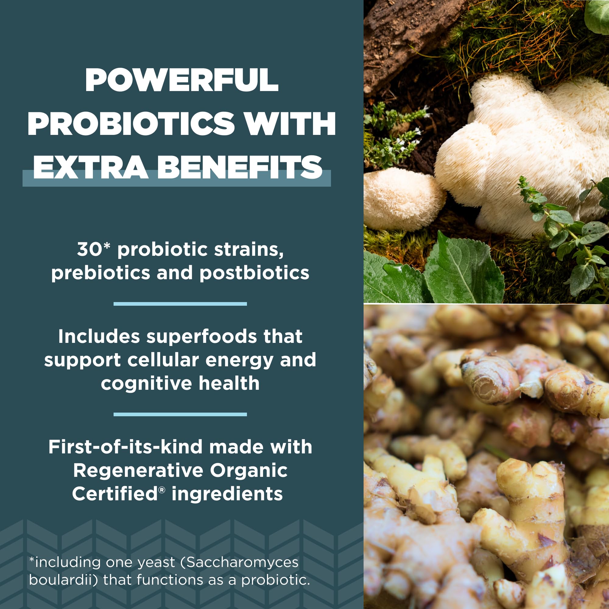 Ancient Nutrition probiotics capsules in hand, convenient daily capsule format.