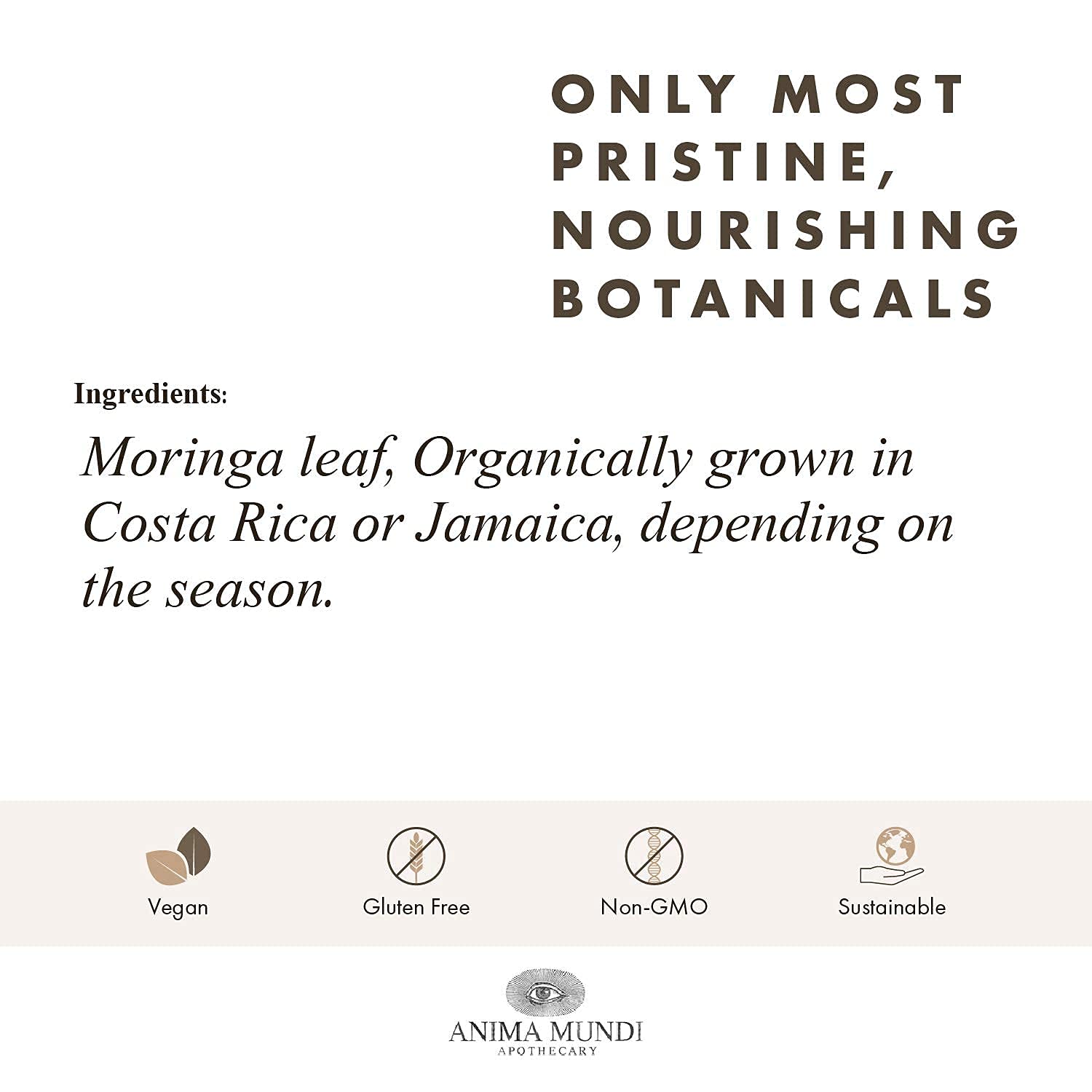 Measuring spoon adding moringa powder to tea for an easy daily ritual