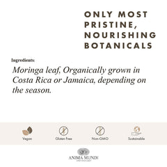 Measuring spoon adding moringa powder to tea for an easy daily ritual