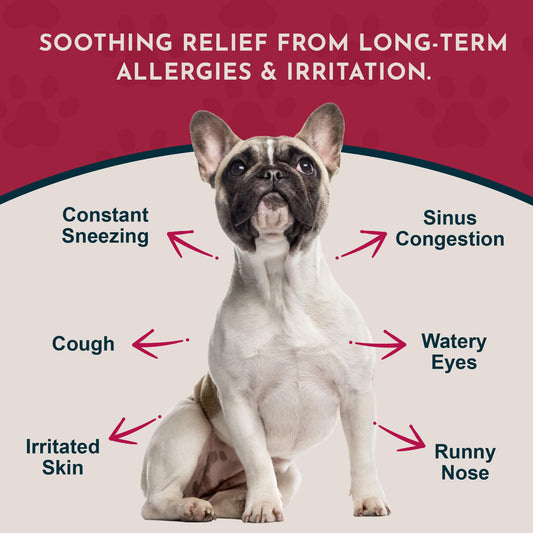 Animal Essentials quercetin-boost ingredient highlighting histamine balance potential.