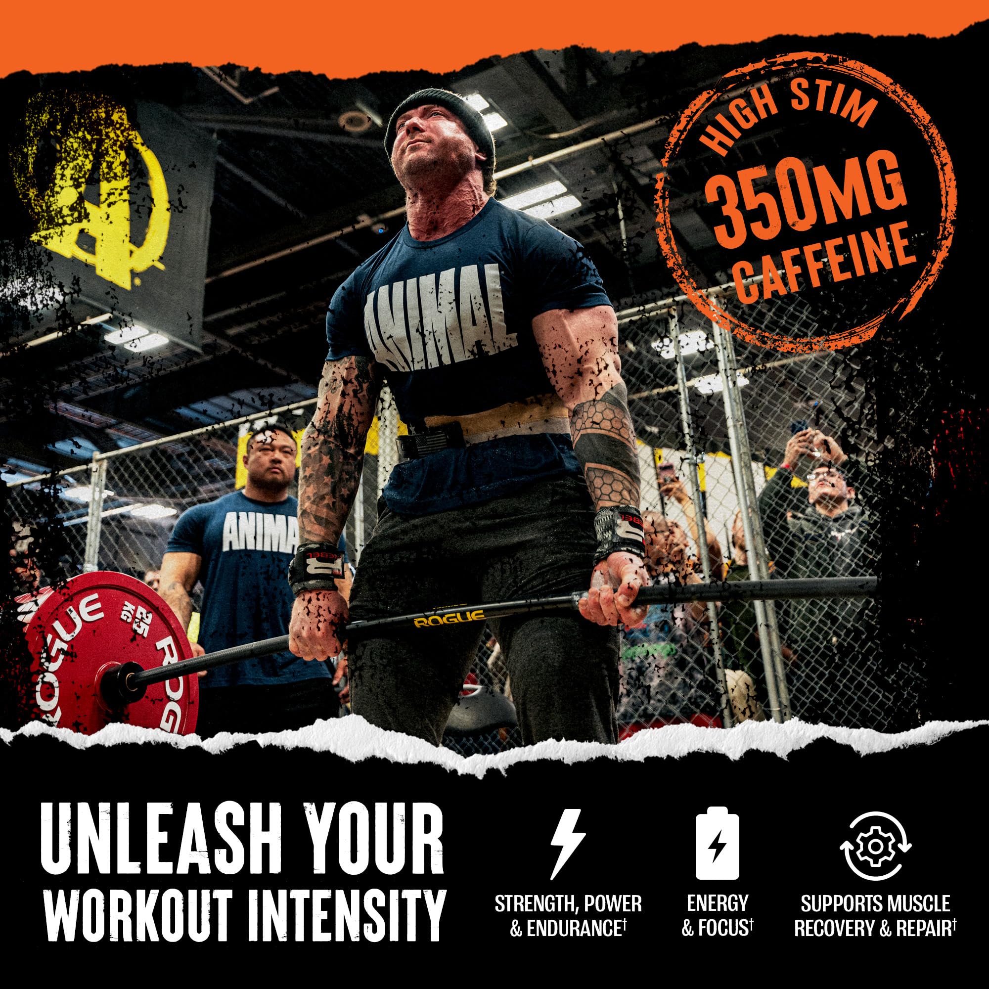 BCAA amino acids in Animal Fury aiding recovery and training consistency.