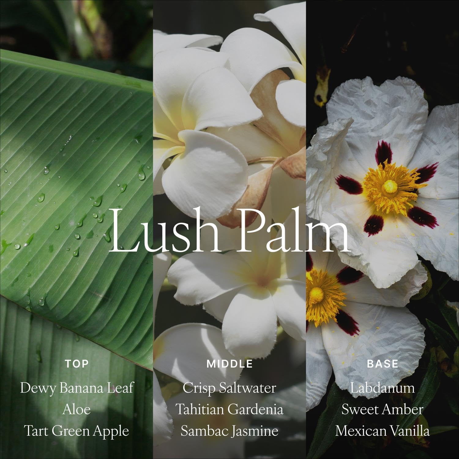 Antica Farmacista signature reeds optimize scent diffusion across spaces.