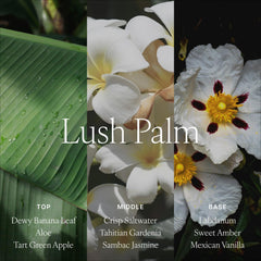 Antica Farmacista signature reeds optimize scent diffusion across spaces.