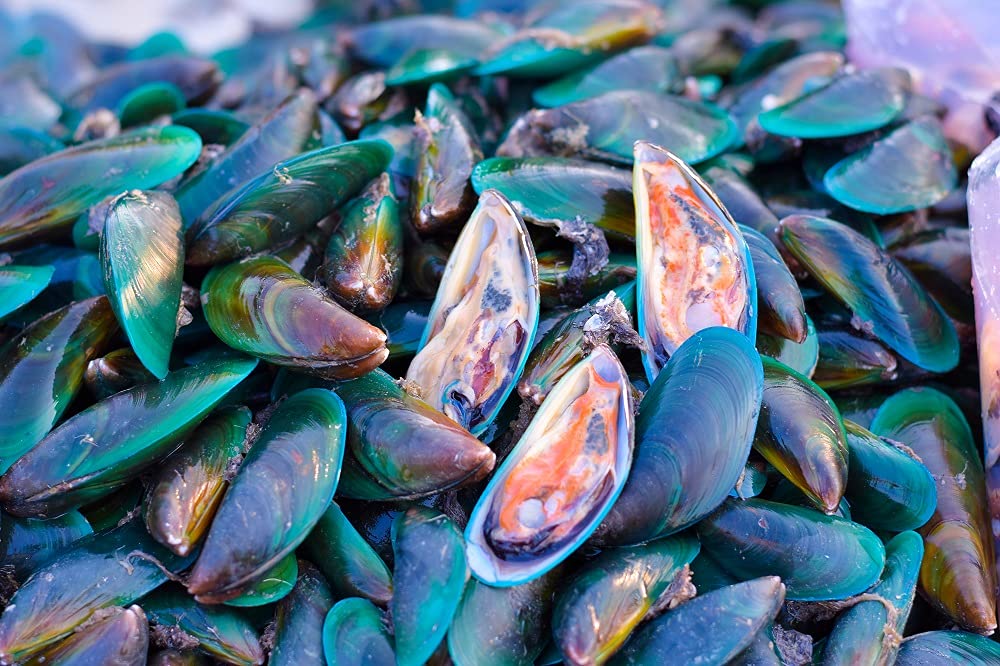 New Zealand coastal waters background highlighting mussel source for Antler Farms oil.