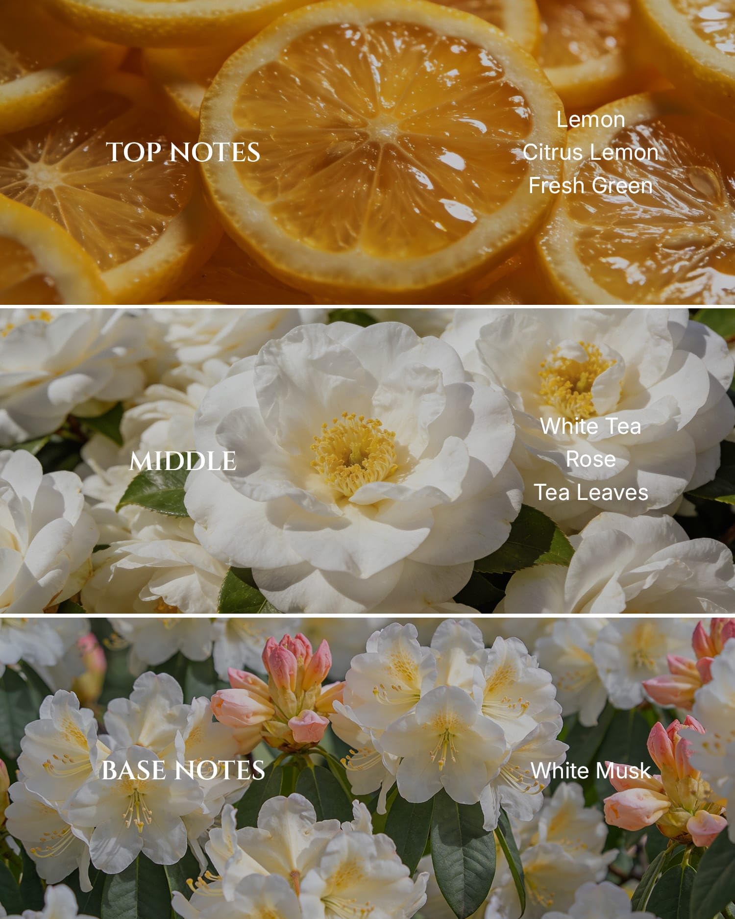Aromadd diffuser oil pour demonstrates easy scent diffusion across diffusers.